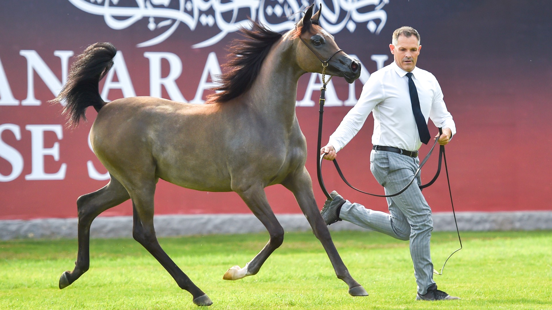 انطلاق بطولة عجمان لجمال الخيل العربي غداً بمشاركة 308 خيول