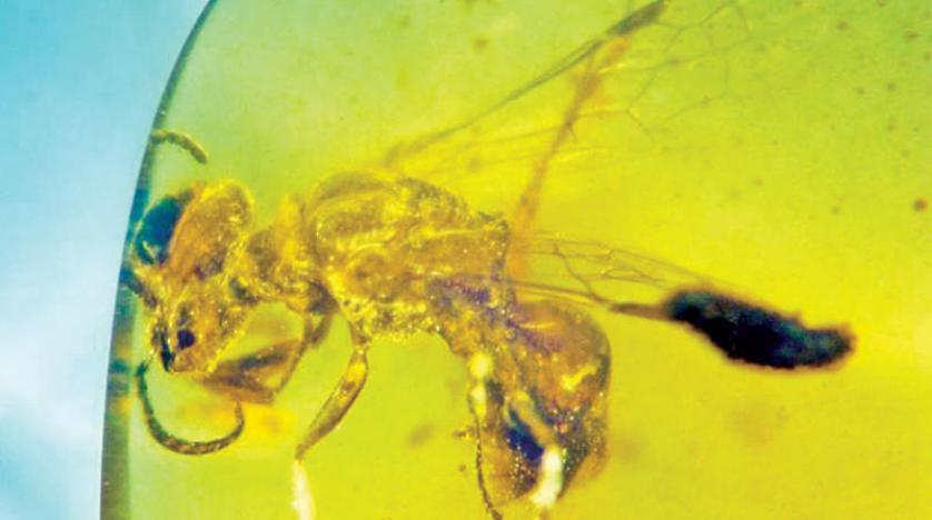 العثور على أقدم نحلة في التاريخ بكهرمان من ميانمار