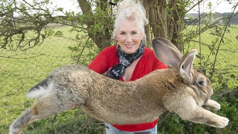 سرقة أكبر أرنب في العالم.. وصاحبته ترصد مكافأة 1000 جنيه استرليني لمن يعيده