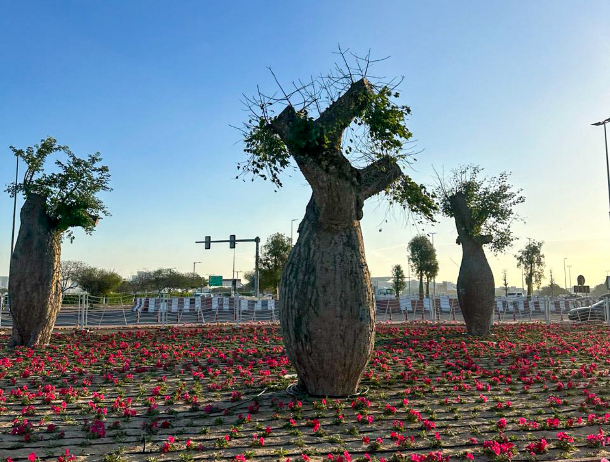 شجرة "الكويرزيا" تظهر للمرة الأولى في الزراعة التجميلية ضمن دبي