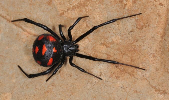 علماء يؤكدون أن لدغات عنكبوت معين تحقن مادة أسوأ من السم!