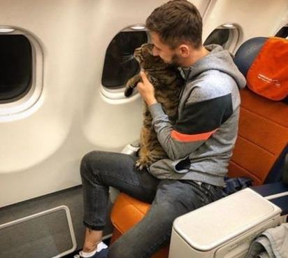 شركة طيران روسية تعاقب مسافرا هرّب قطه "البدين" داخل طائرة