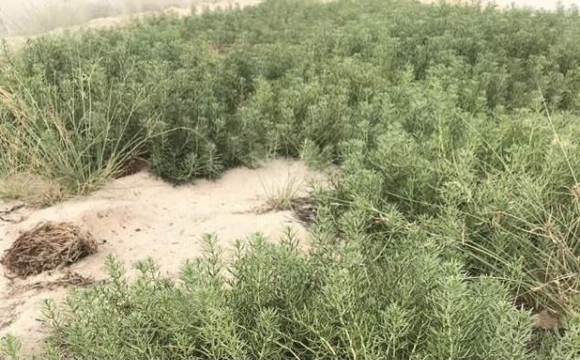 اكتشاف نوع نباتي جديد من الحرمل يسجل لأول مرة في الإمارات