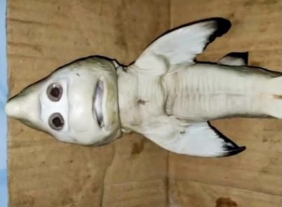 اصطياد سمكة قرش في إندونيسيا تشبه الكائنات الفضائية التخيلية