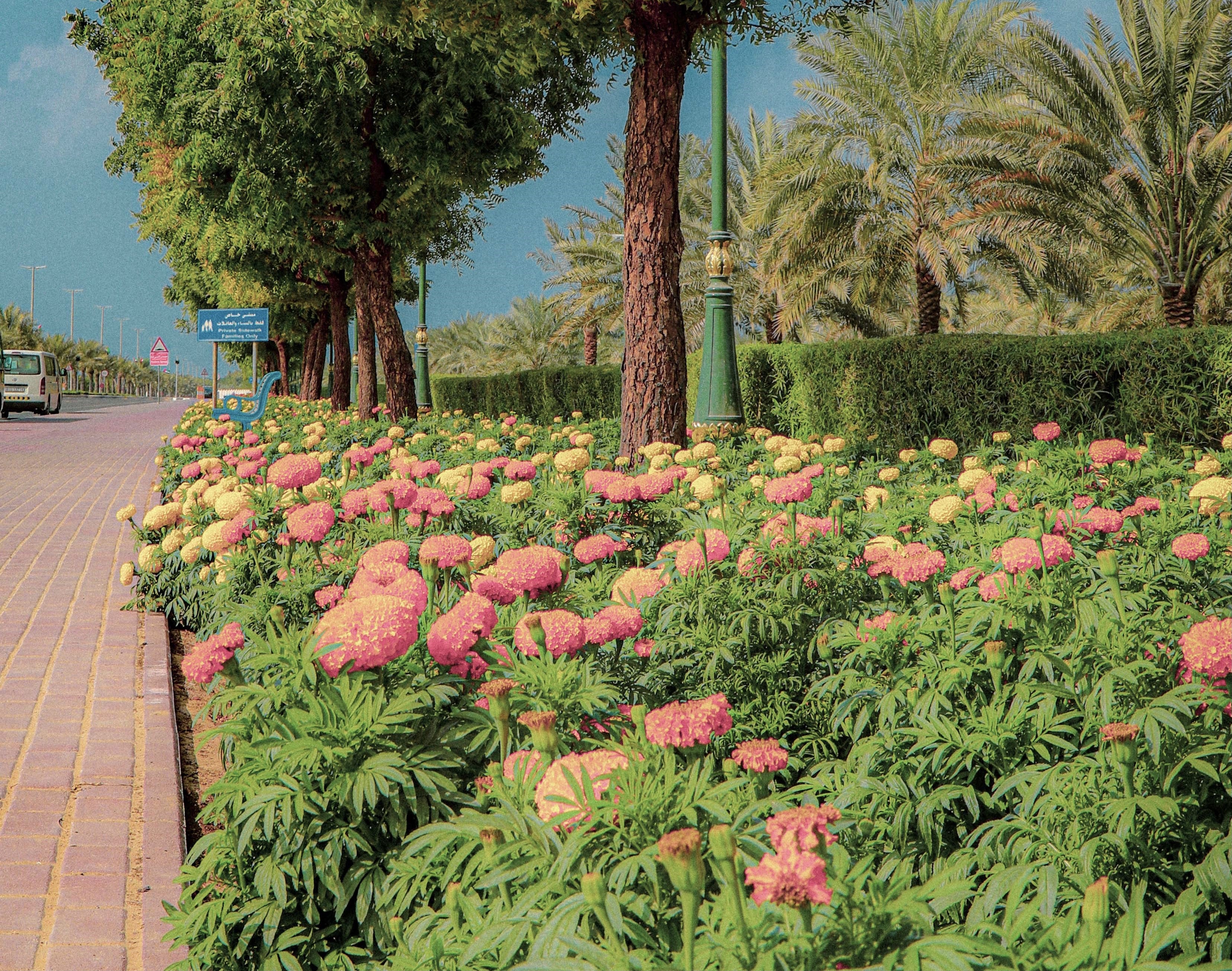 دائرة البلدية تزرع 2 مليون 700 ألف زهرة في عجمان