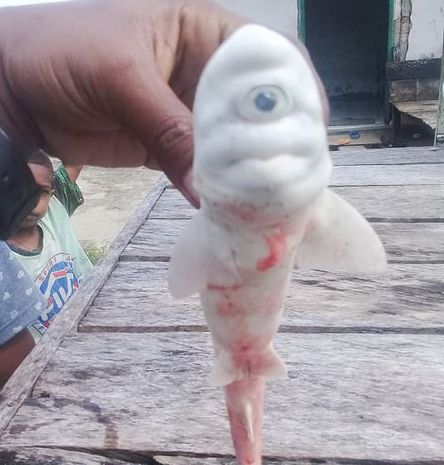 صيادون يعثرون على قرش أبيض بعين واحدة في إندونيسيا!