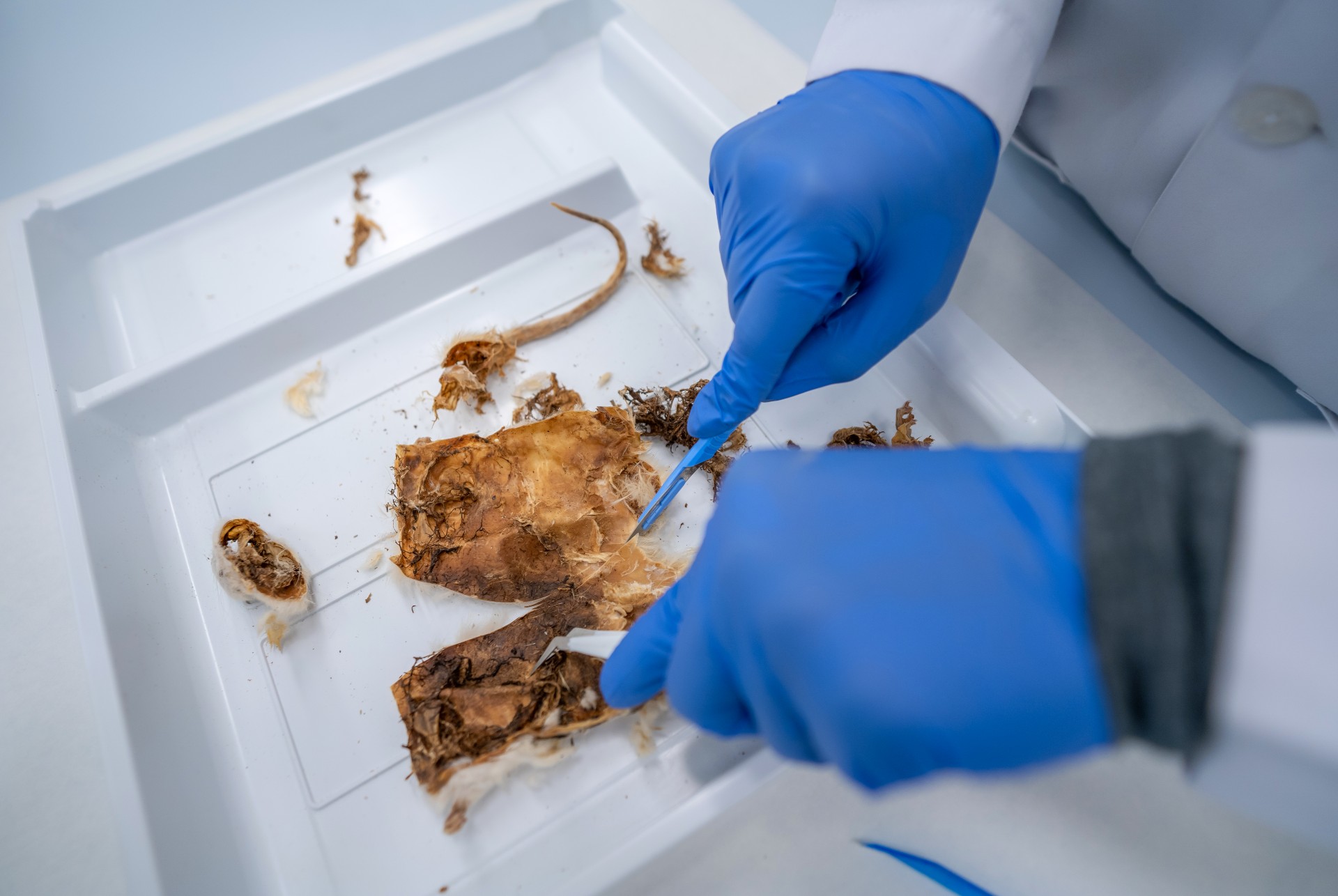 شرطة دبي تحدد زمن وفاة جثة مجهولة ومتحللة بالاستناد إلى علم الحشرات الجنائي