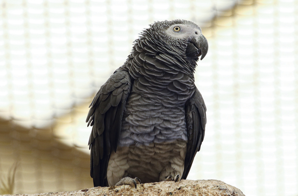 حديقة الحيوانات بالعين ترصد 100 طائر مهاجر