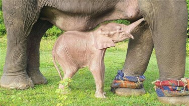 ولادة نادرة لفيل أبيض في بورما