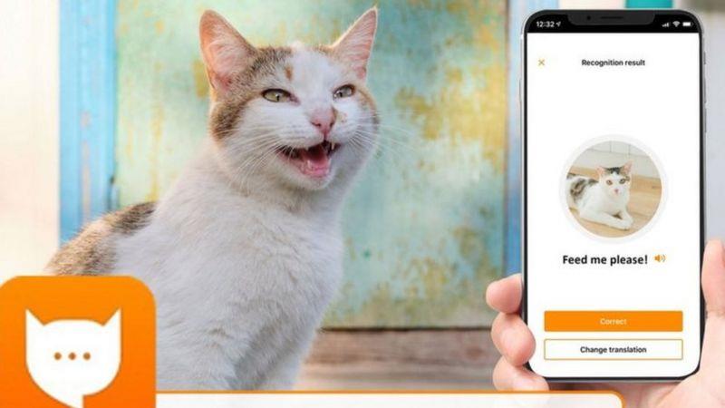 مياو توك: تطبيق جديد من أليكسا أمازون يترجم مواء قطتك