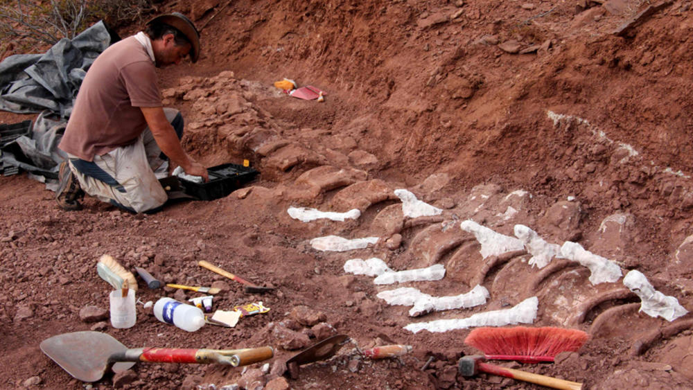هل تم اكتشاف أكبر ديناصور على الإطلاق في الأرجنتين؟