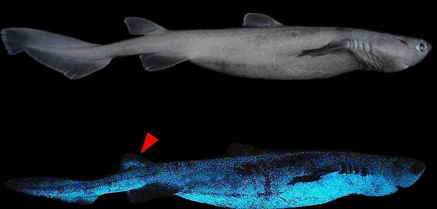 اكتشاف أول سمكة قرش "متوهجة" قبالة الساحل الشرقي لنيوزيلندا