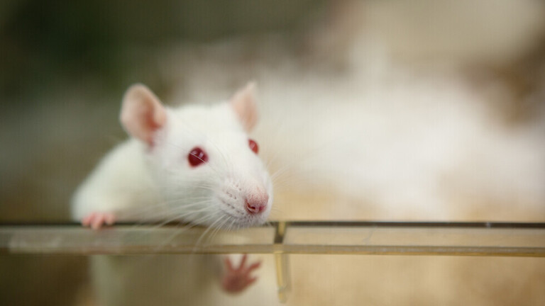 "تقييد الأكسجين" يساعد فئران المختبر السريعة الشيخوخة على العيش عمرا مديدا