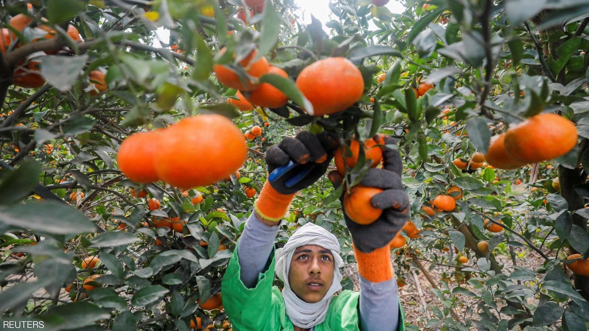 مصر تتربع على عرش صادرات البرتقال في العالم