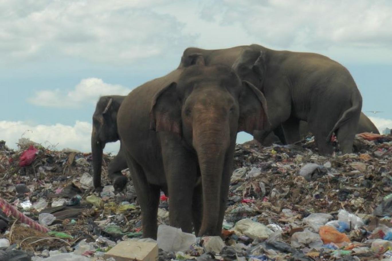 سريلانكا.. عوائق كهربائية لحماية الفيلة من البلاستيك