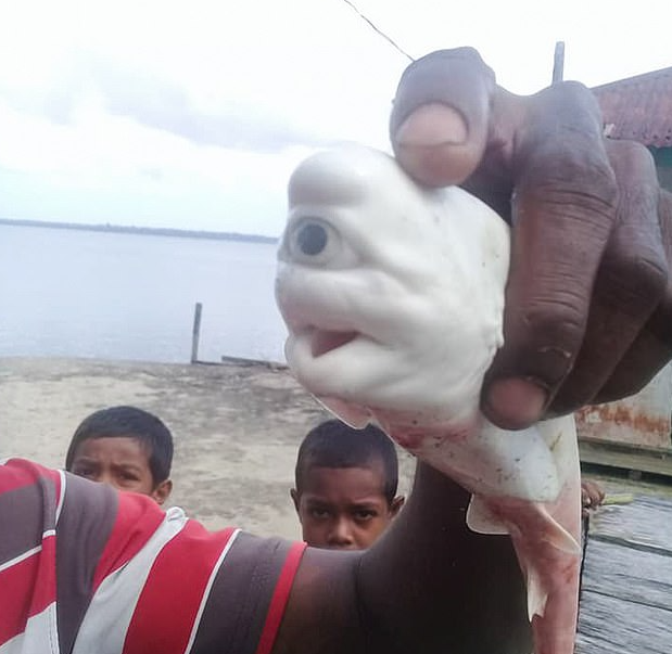 صيادون يعثرون على قرش أبيض بعين واحدة في إندونيسيا!