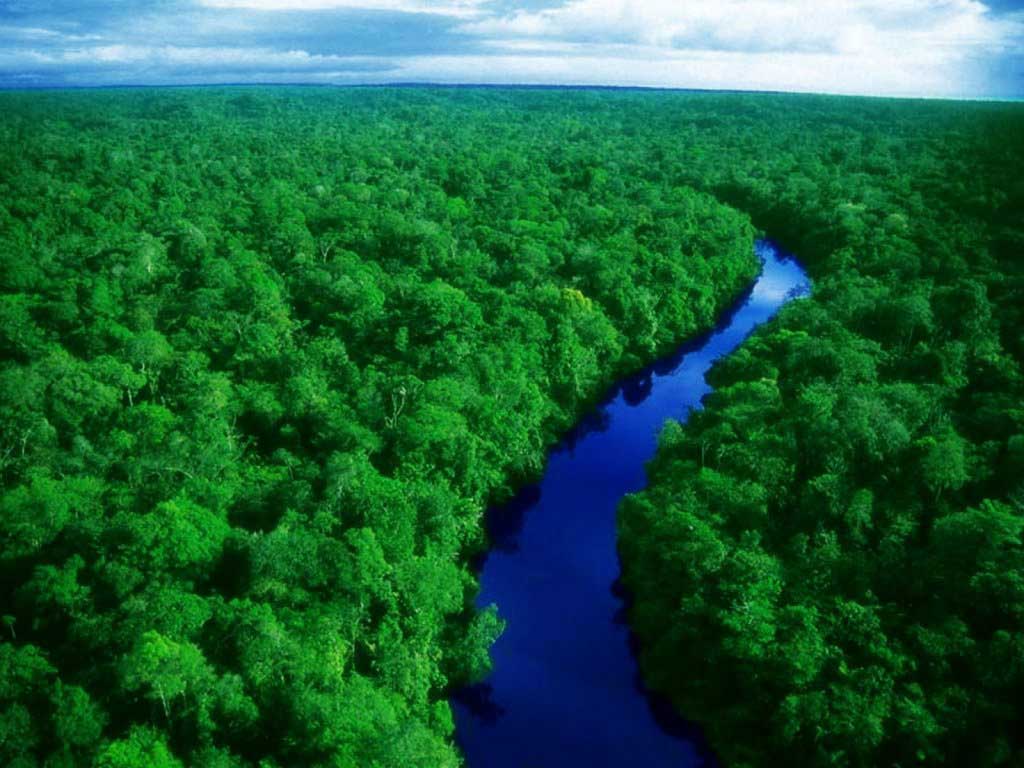 ماذا سيحدث إذا دُمّرت غابات الأمازون؟