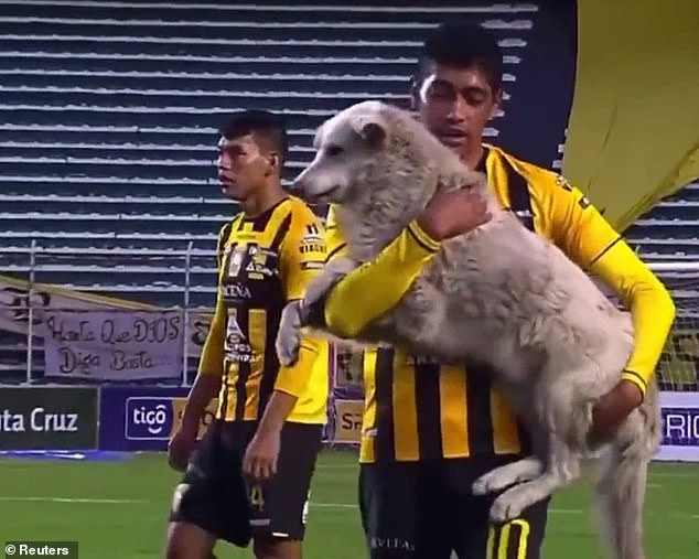 كاسترو يتبنى الكلب الضال في بوليفيا