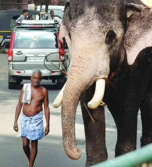 فيل ضخم يودع مدربه ويُشارك في مراسم جنازته في الهند