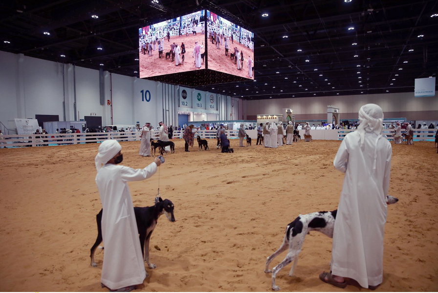 معرض أبوظبي الدولي للصيد يحتفي بالسلوقي (كلب الصيد العربي) بمسابقة فريدة للجَمال