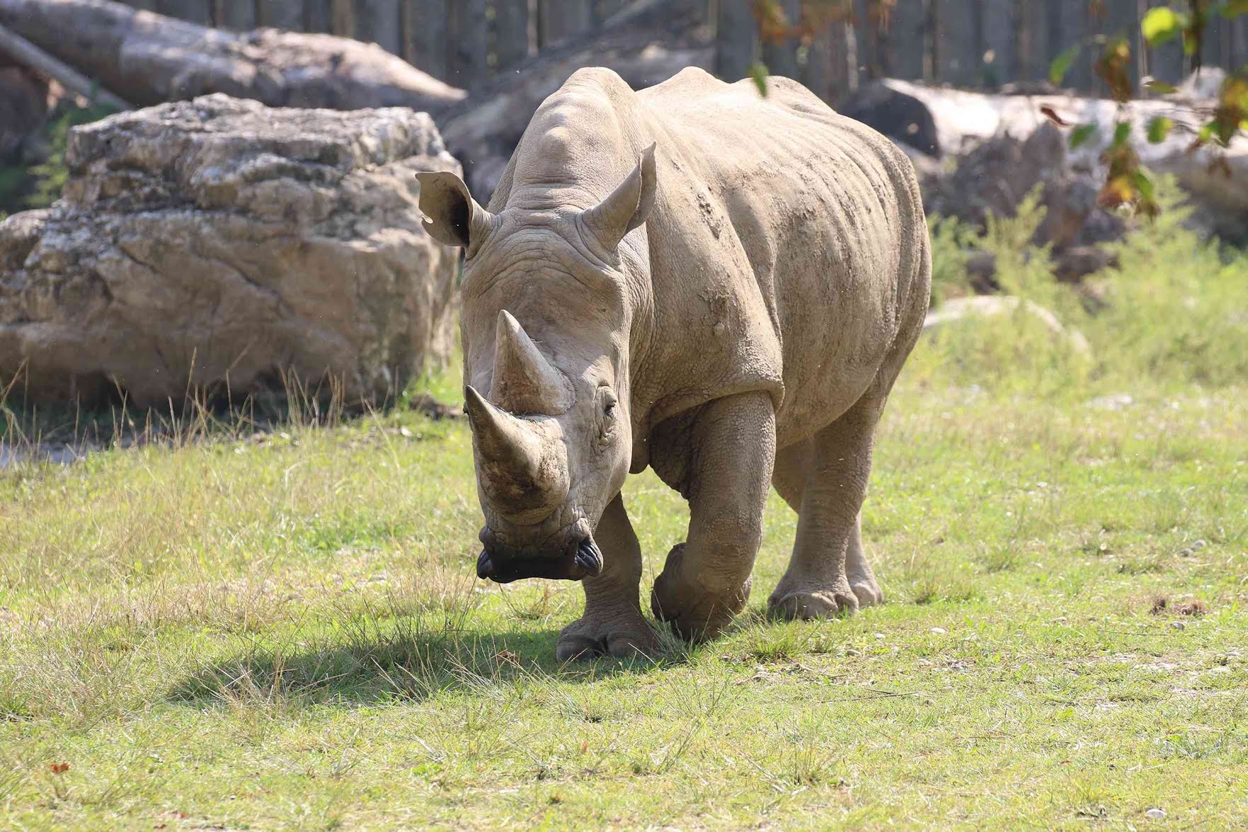 وفاة "الجد توبي" أكبر وحيد قرن أبيض في العالم حيث توقف قلبه أثناء ذهابه للنوم ليلاً