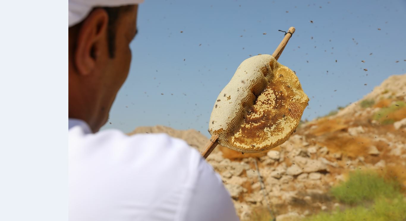 العسل غذاء ودواء وتنوع ... يعزز السياحة البيئية ويُبرز غنى وتنوع طبيعة الإمارات