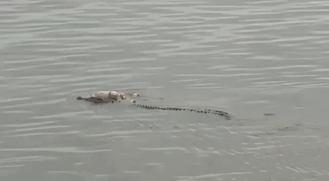 تمساح يعيد جثة طفل غارق إلى أهله