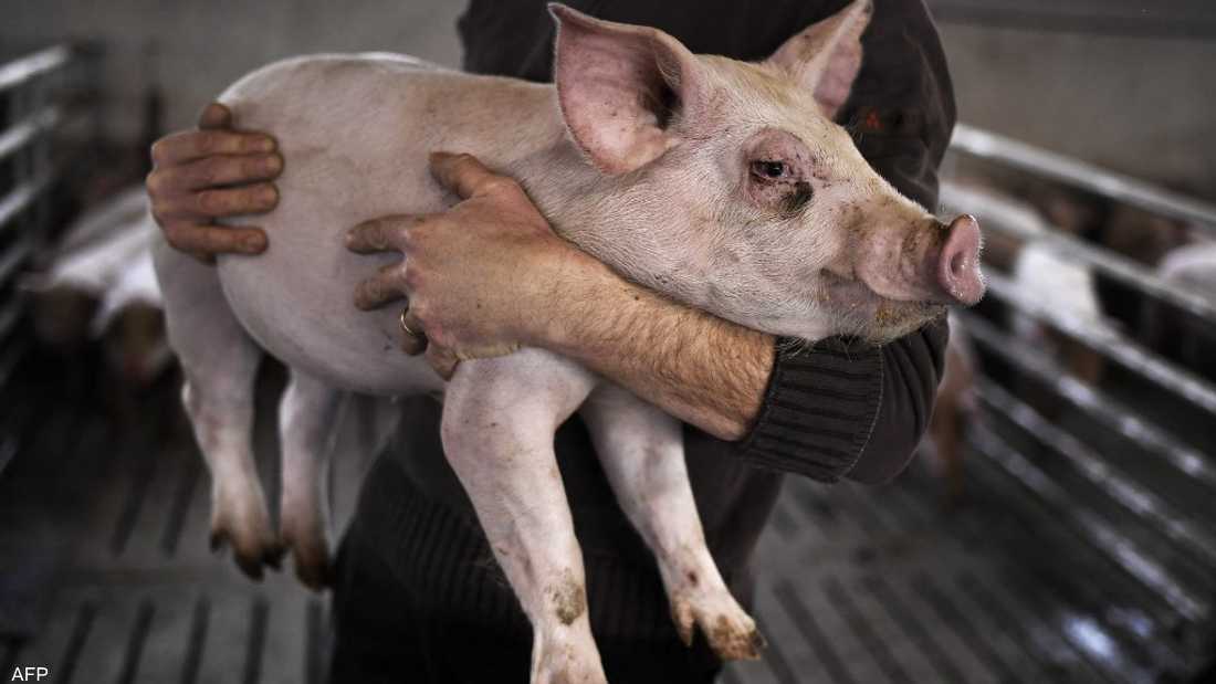 إيطاليا تكتشف إصابة خنزير بالمرض "القاتل"