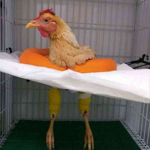 جراحة لدجاجة بـ 7 آلاف جنيه وصاحبها مستعد لتسفيرها للخارج