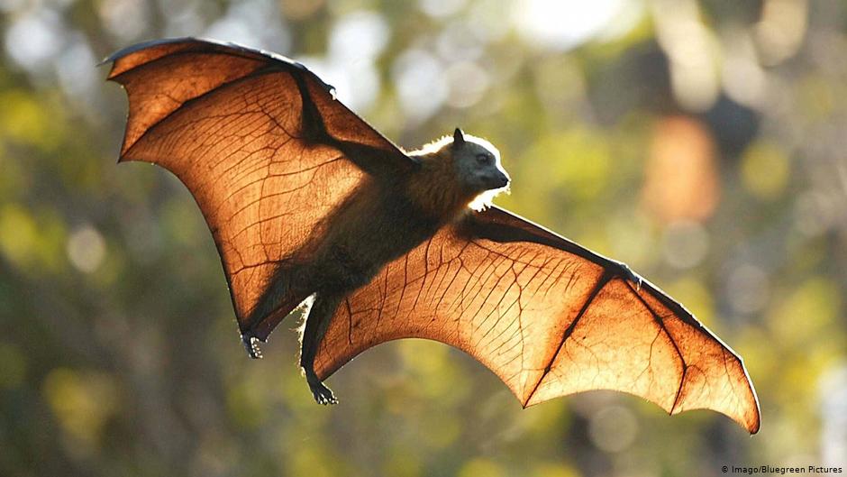 عالمة صينية تحذر من خفافيش تخفي فيروسات خطيرة من أسرة كورونا