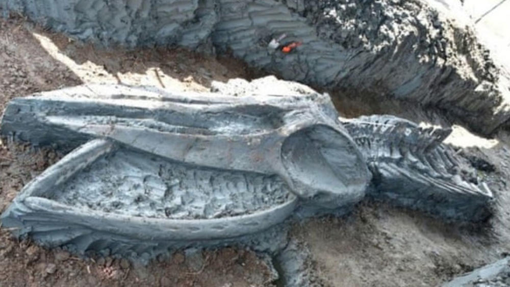 العثور على بقايا هيكل حوت عمرها 50 ألف عام